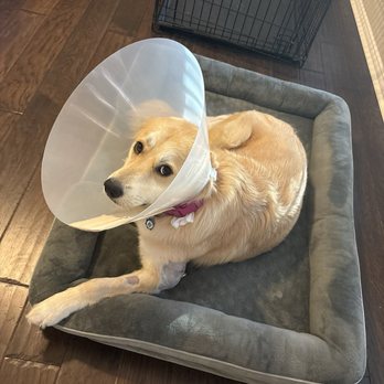 Pappy's Pet Lodge - After surgery - Pet Boarding Near Me - Plano, Texas