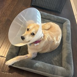 Pappy's Pet Lodge - After surgery