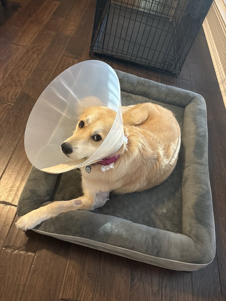 Pappy's Pet Lodge - pet boarding facility in Plano, TX