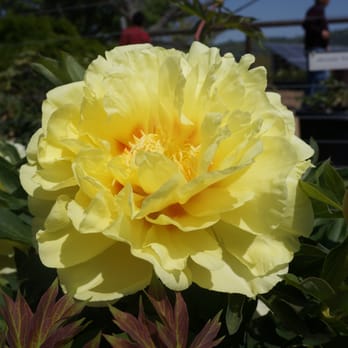 CharMarron Peony Nursery - Nurseries & Gardening Near Me - San Jose, California CharMarron Peony Nursery - Nurseries & Gardening Near Me - San Jose, California