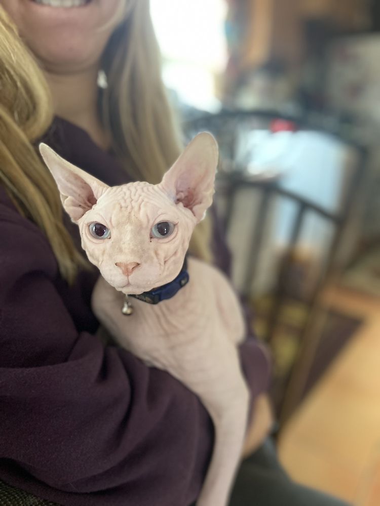 AFURDABLE PET GROOMING SCHOOL & RESORT Updated July 2024 159 Photos