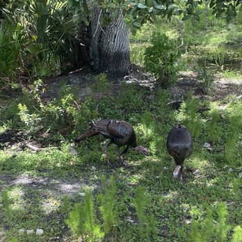 Babcock Ranch Eco Tours - Tours Near Me - Punta Gorda, Florida