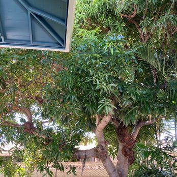 Espitia’s Tree Service - Overgrown Mango tree. - Tree Services Near Me