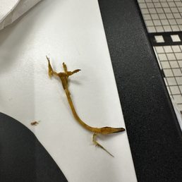 Piece of something in our chili