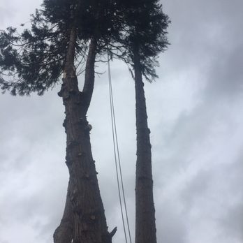 Arborscape Tree Care - Tree Services Near Me - Vancouver, Washington Arborscape Tree Care - Tree Services Near Me - Vancouver, Washington