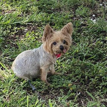 Bayfront Park and Marina - Sophi loves to watch the people at the park - Parks Near Me - Sarasota, Florida Bayfront Park and Marina - Sophi loves to watch the people at the park - Parks Near Me - Sarasota, Florida