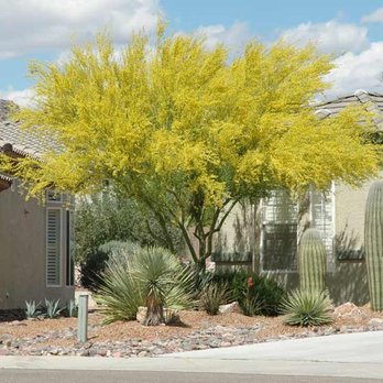 Grateful Gardens - a yellow tree in front of a house - Tree Services Near Me Grateful Gardens - a yellow tree in front of a house - Tree Services Near Me