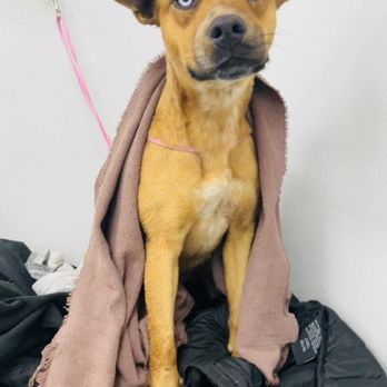 Sloppy Dog Wash - Pet Groomers Near Me - Broken Arrow, Oklahoma Sloppy Dog Wash - Pet Groomers Near Me - Broken Arrow, Oklahoma