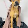 Photo of Sloppy Dog Wash