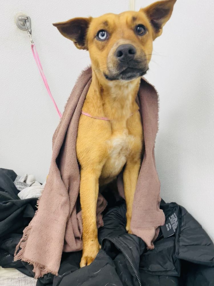 SLOPPY DOG WASH Updated September 2024 11 Photos & 25 Reviews 732 W New Orleans St, Broken