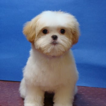 Red Carpet Grooming - Baby Ozzie at 4 months and so good! - Pet Groomers Near Me - Tampa, Florida Red Carpet Grooming - Baby Ozzie at 4 months and so good! - Pet Groomers Near Me - Tampa, Florida