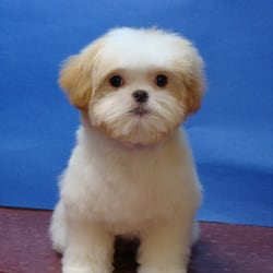 Red Carpet Grooming - Baby Ozzie at 4 months and so good!