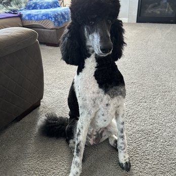 Designer Paws Salon - Upper Arlington - Pet Groomers Near Me - Columbus, Ohio