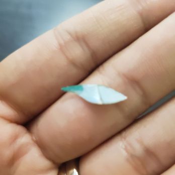 Fuji Sushi - Green musshel shell piece found in my daughter's California roll - Sushi Bars Near Me - Turlock, California