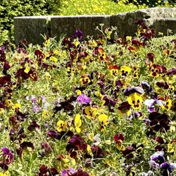 Palácio de Cristal - Flowers in park