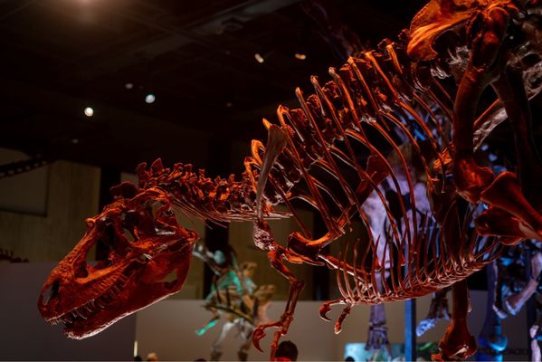 Houston Museum of Natural Science by null