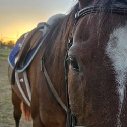 Big Horse Riding Academy
