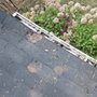 Photo of Radical Rooftops