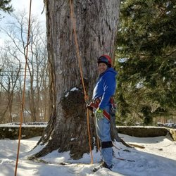 Jose Salinas Tree Service - José climber pro
