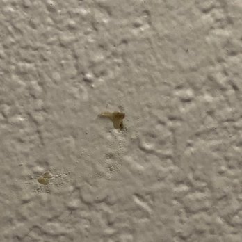 Super 8 Motel - Close up of sink area wall boogers - Hotels Near Me - Vincennes, Indiana Super 8 Motel - Close up of sink area wall boogers - Hotels Near Me - Vincennes, Indiana