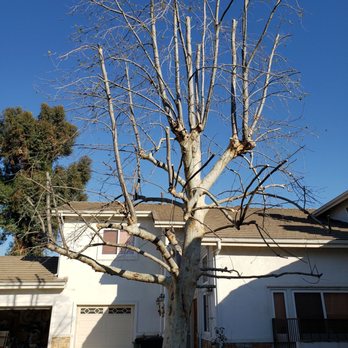 Lopez Tree Service - Our sycamore after pruning by Lopez Tree Service - Landscaping Near Me - Altadena , California