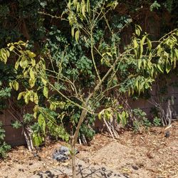 Evans Lane Nursery - The dying tree planted by Evans Lane Nursery