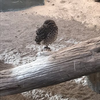 High Desert Museum - Museums Near Me - Bend, Oregon
