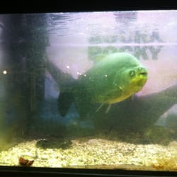 Rocky