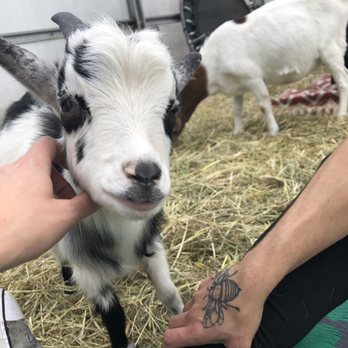 Kamins Farm Sanctuary - Baby Goat - Animal Shelters Near Me