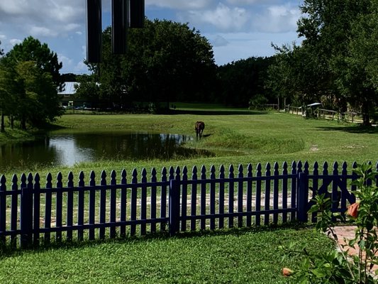 Amazing Tails Dog Boarding & Grooming