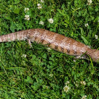 Dave’s Skinks - Tequila. Adult female Northern blue tongue. T+ Caramel gene - Pet Breeders Near Me Dave’s Skinks - Tequila. Adult female Northern blue tongue. T+ Caramel gene - Pet Breeders Near Me