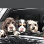 Photo of Companion Animal Hospital of Indian Land