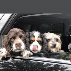 Companion Animal Hospital of Indian Land