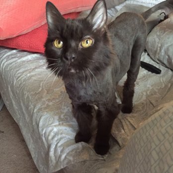 Alta Pet Center - Strutting his stuff after getting shaved.  Handsome boy BC - Pet Groomers Near Me - Upland, California