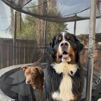 Off Leash K9 Training  - Hank playing with friends at camp! - Pet Training Near Me - Murrieta, California