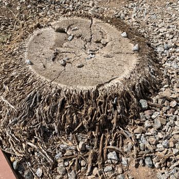 Innovation Tree Care - Tree Services Near Me