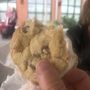 Photo of Kiss Me Cookie