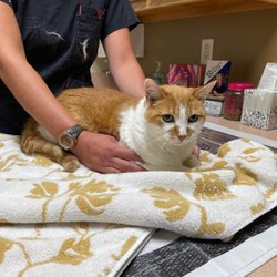 Aubrey Animal Medical Center - Our senior girl getting her annual exam from compassionate techs and vets