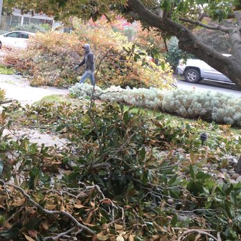 West Valley Tree Care - One of the happy helpers! - Tree Services Near Me - Sunnyvale, California West Valley Tree Care - One of the happy helpers! - Tree Services Near Me - Sunnyvale, California