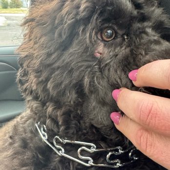 Bunk & Biscuit - Dog photo - Pet Groomers Near Me - Niles, Michigan