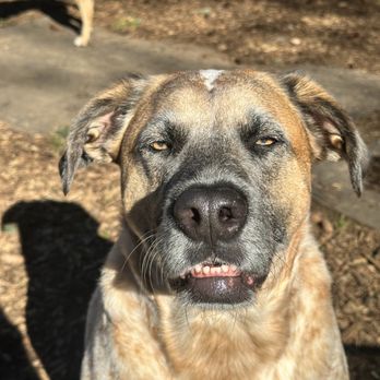 Camp Good Puppy - Pet Sitting Near Me - Vancouver, Washington Camp Good Puppy - Pet Sitting Near Me - Vancouver, Washington