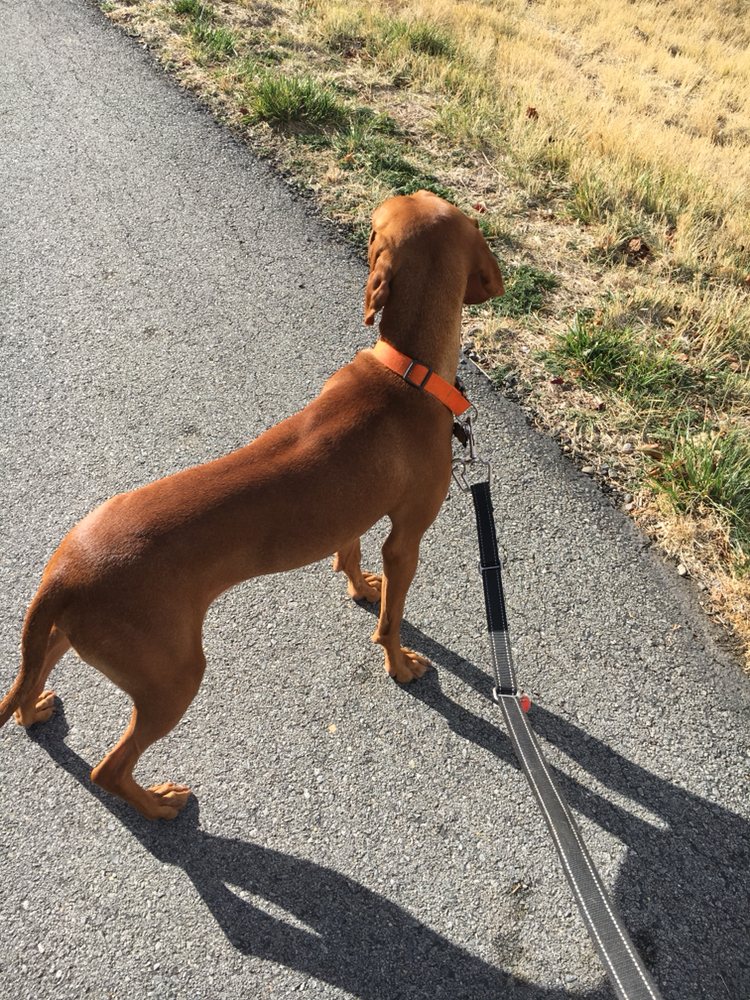 Hair B&B - pet boarding facility in Sparks, NV