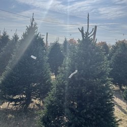 Moomey Christmas Trees