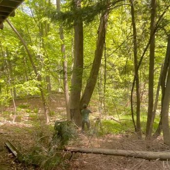 College Tree Removal - Tree Services Near Me - Willoughby, Ohio