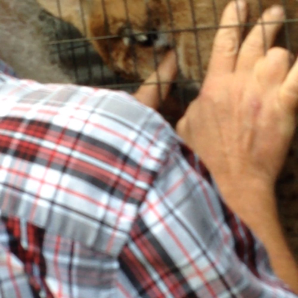 Riverside Wildlife Center - Gary petting the bobcat. You will see many more photos of Gary interacting with the animals. They are taken care of VERY WELL!! - Zoos Near Me - Sullivan, Missouri Riverside Wildlife Center - Gary petting the bobcat. You will see many more photos of Gary interacting with the animals. They are taken care of VERY WELL!! - Zoos Near Me - Sullivan, Missouri