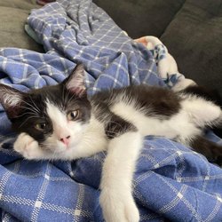 White Oak Animal Safe Haven