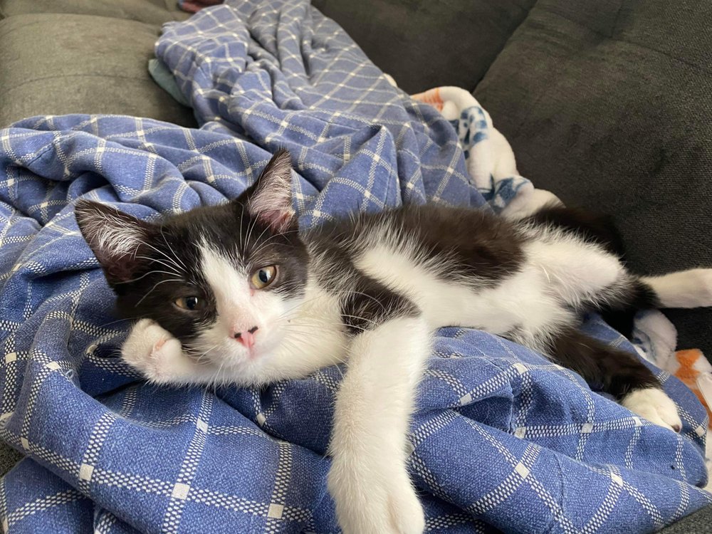 WHITE OAK ANIMAL SAFE HAVEN Updated May 2024 20 Photos & 10 Reviews