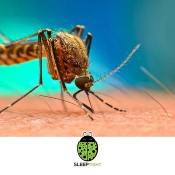 Sleep Tight Pest Control - Pest Control Near Me - Oak Park, Illinois Sleep Tight Pest Control - Pest Control Near Me - Oak Park, Illinois