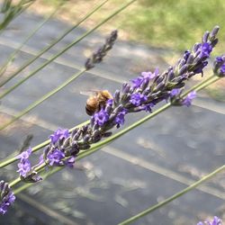 Honey Creek Farm - Pollinate away!  Honey hives down the road