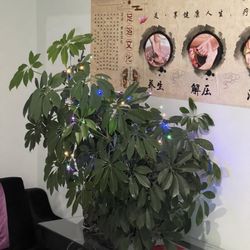 At Christmas, they are in business, and the Christmas atmosphere arranged by the massage shop is exquisite.